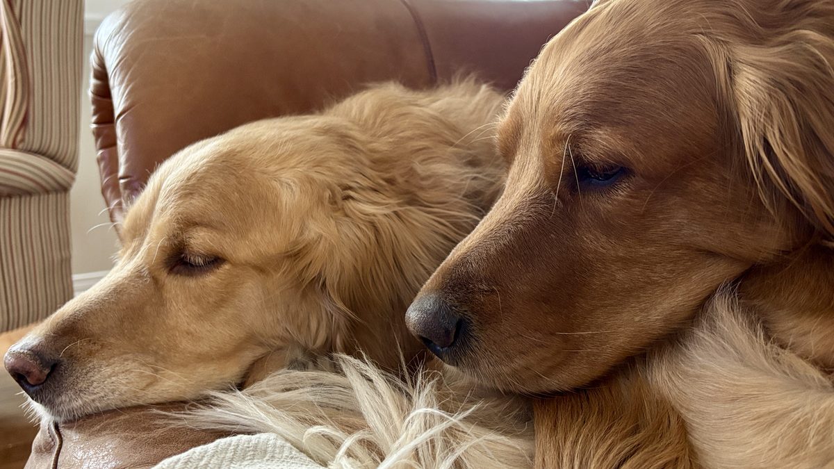 Cannelle et Happy, les partenaires canins de Patricia Gagnon en zoothérapie